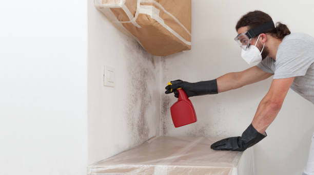 Basement Mold Remediation treatment on basement walls in Nottingham